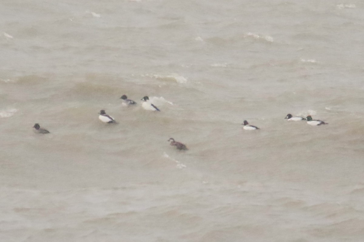 Black Scoter - ML647200370