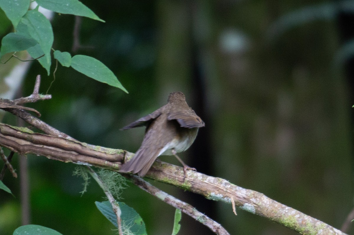 drozd západní - ML647200380