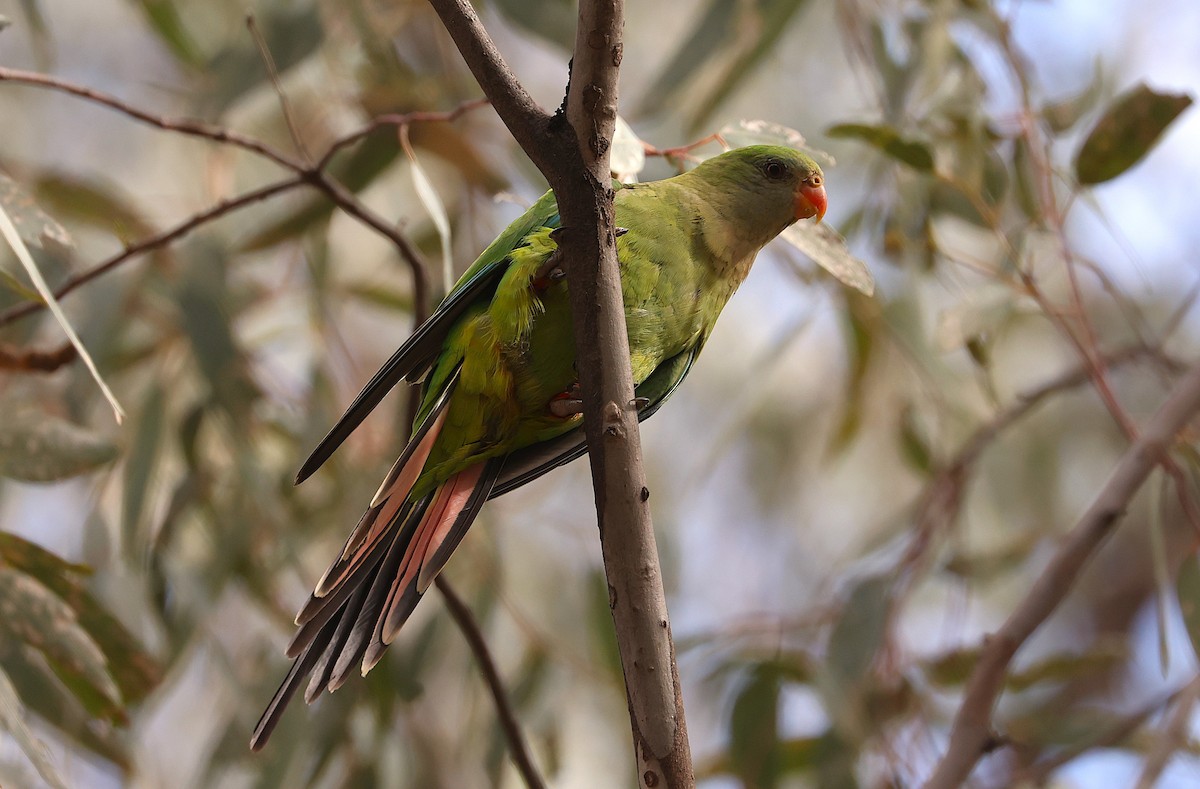 Superb Parrot - ML647200385