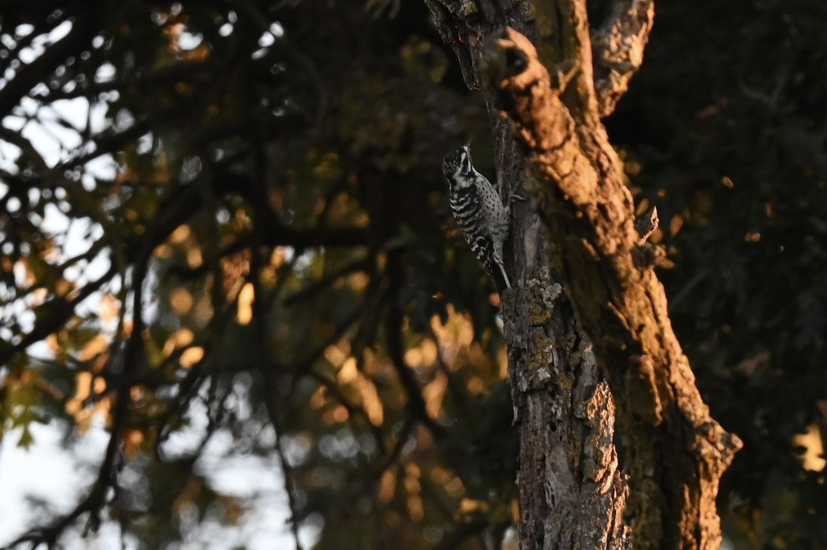 strakapoud kalifornský - ML647200386