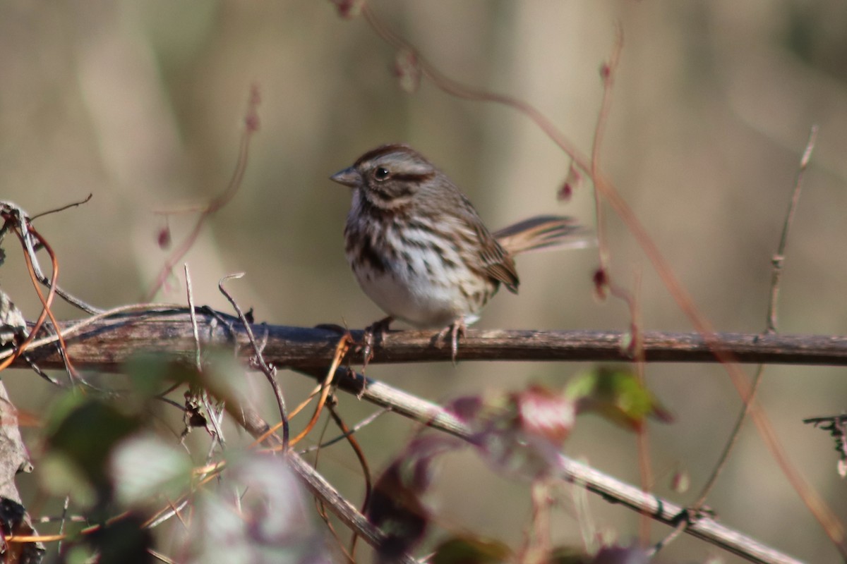 Song Sparrow - ML647200390
