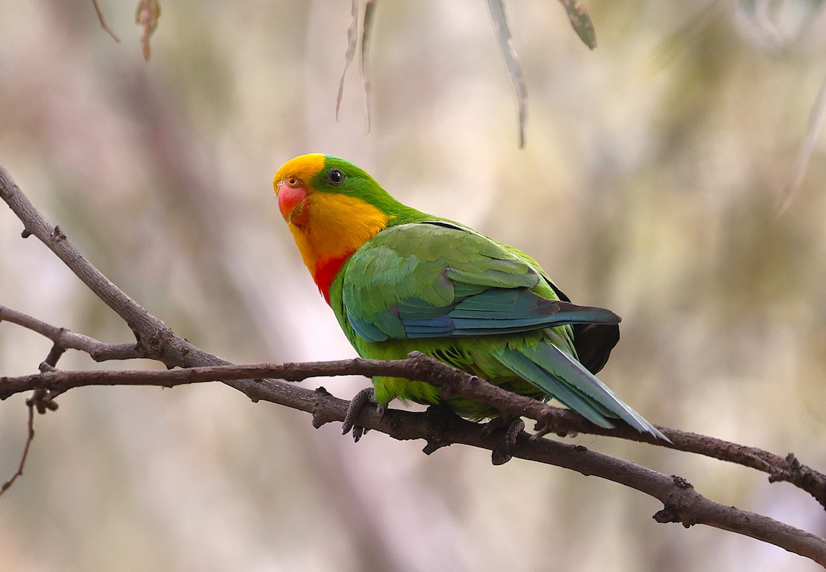 Superb Parrot - ML647200395