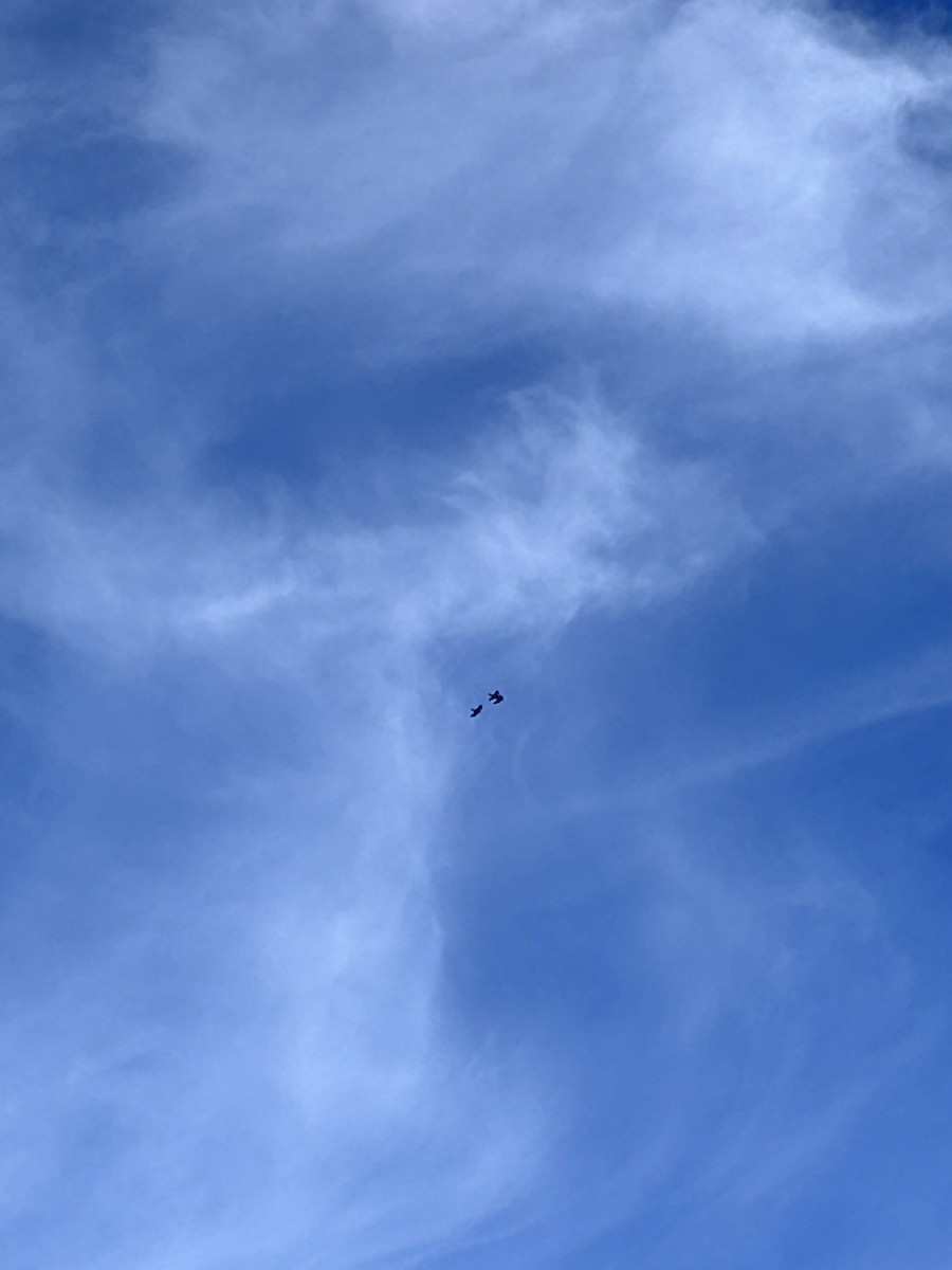 Common Raven - ML647200400