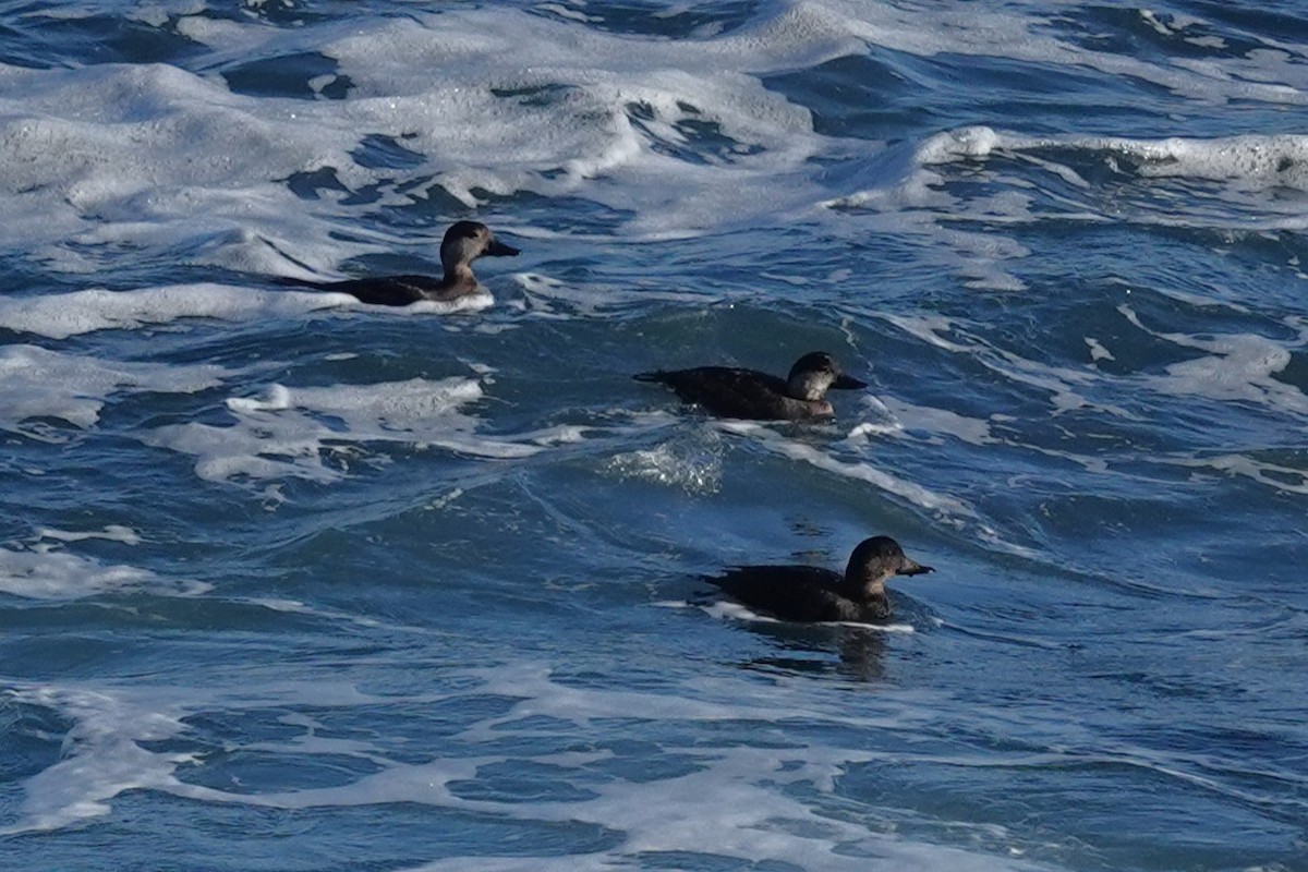 Ahatebeltz amerikarra - ML647200403