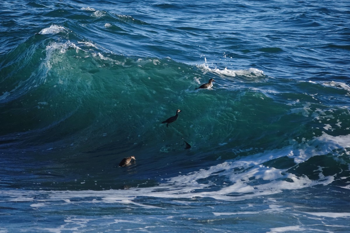 Ahatebeltz amerikarra - ML647200405