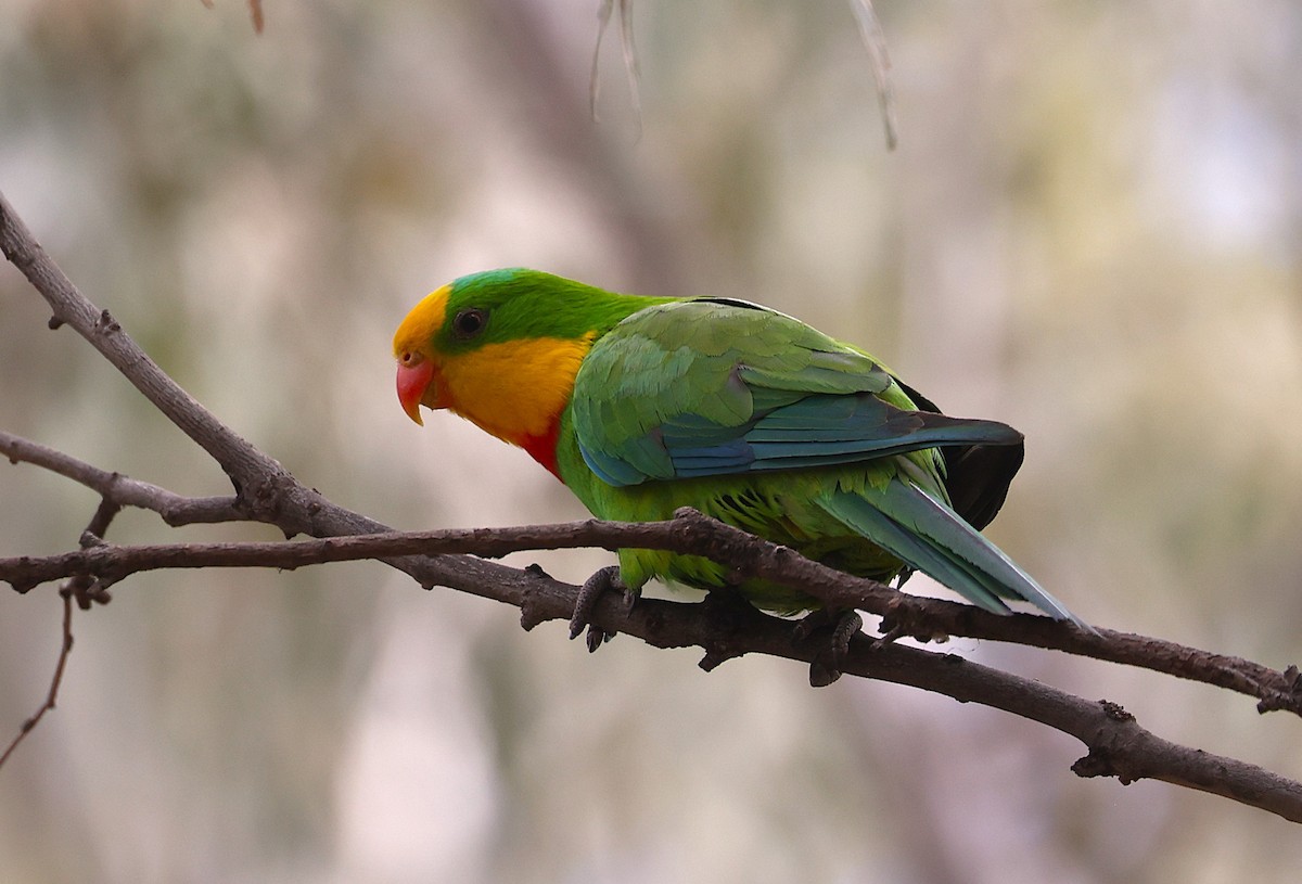 Superb Parrot - ML647200406