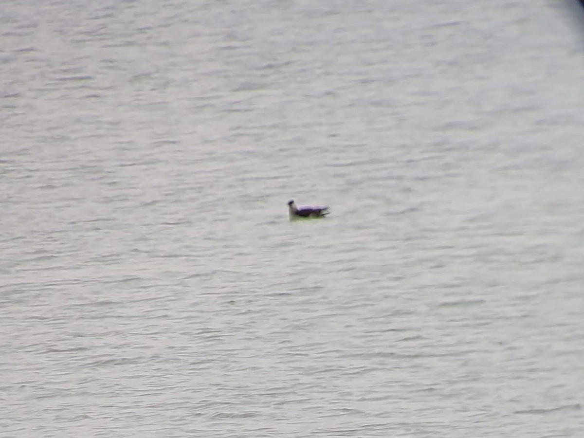 短尾賊鷗 - ML647200422