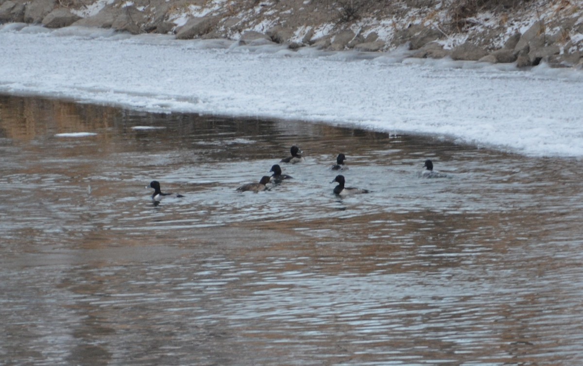 Ring-necked Duck - ML647200423