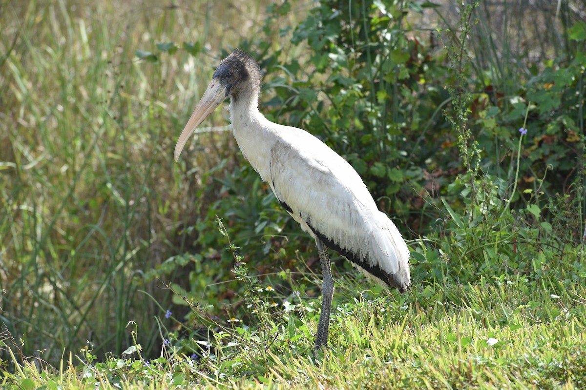 Tantale d'Amérique - ML647200426