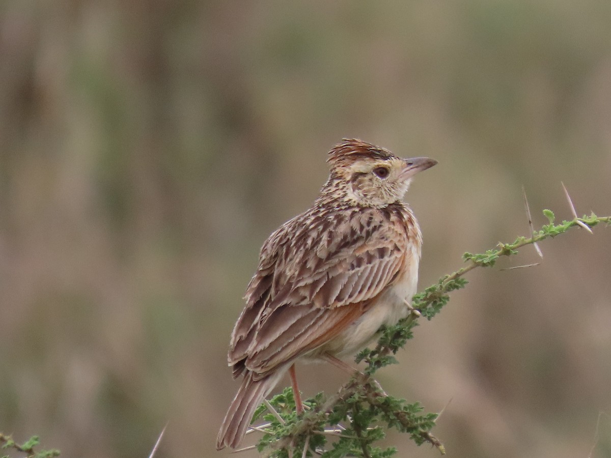 Rufous-naped Lark (Serengeti) - ML647200436