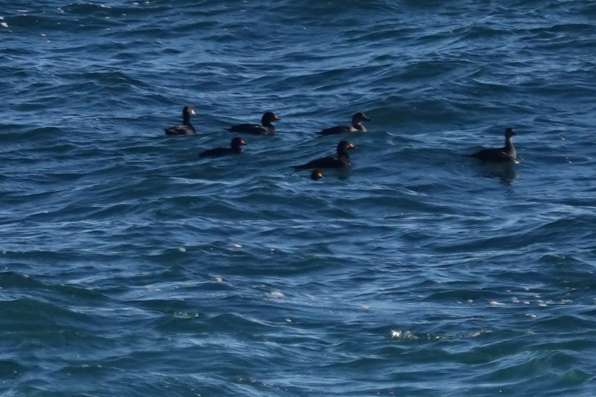 Ahatebeltz amerikarra - ML647200440