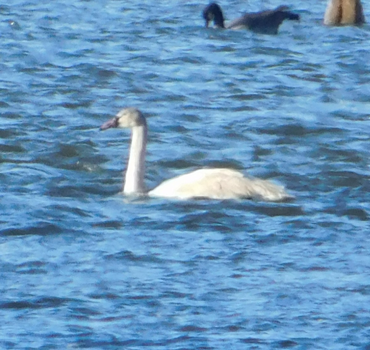 labuť malá - ML647200454