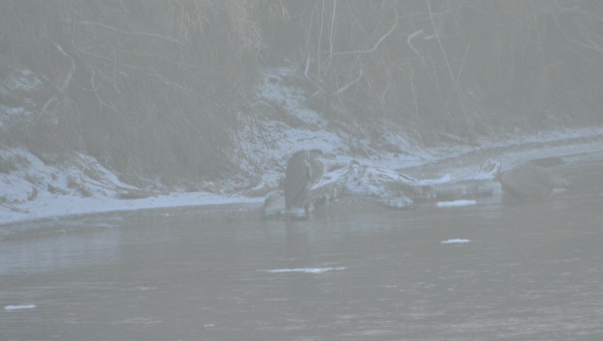 Great Blue Heron - ML647200455