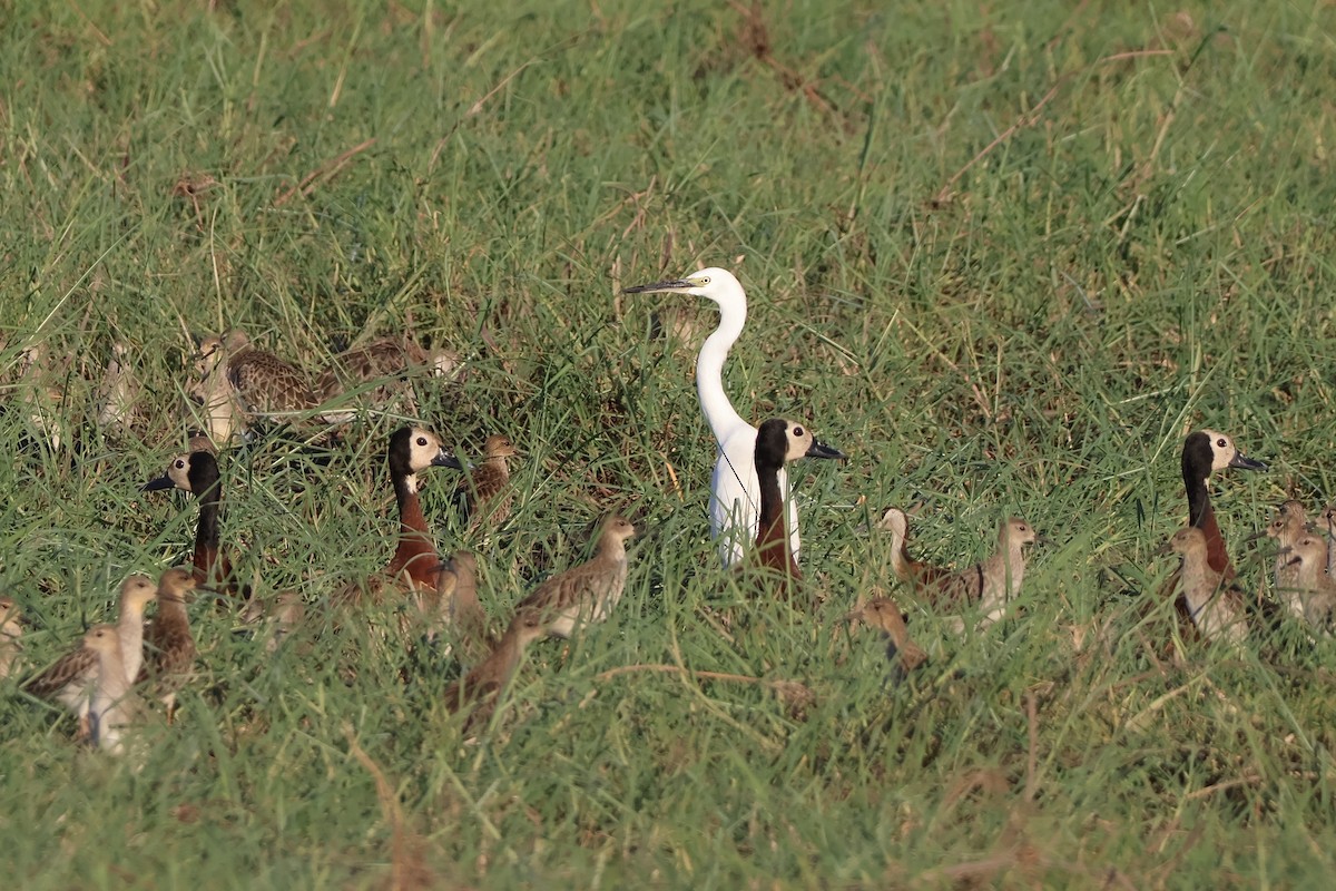 volavka subsaharská - ML647200463