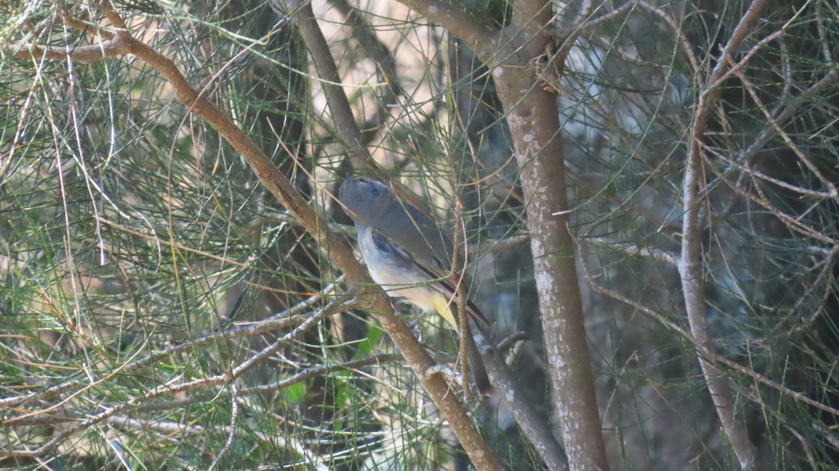 Golden Whistler (Eastern) - ML647200467