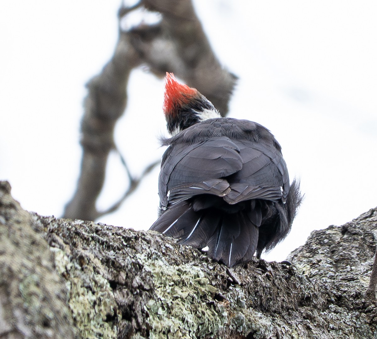Pileated Woodpecker - ML647200472