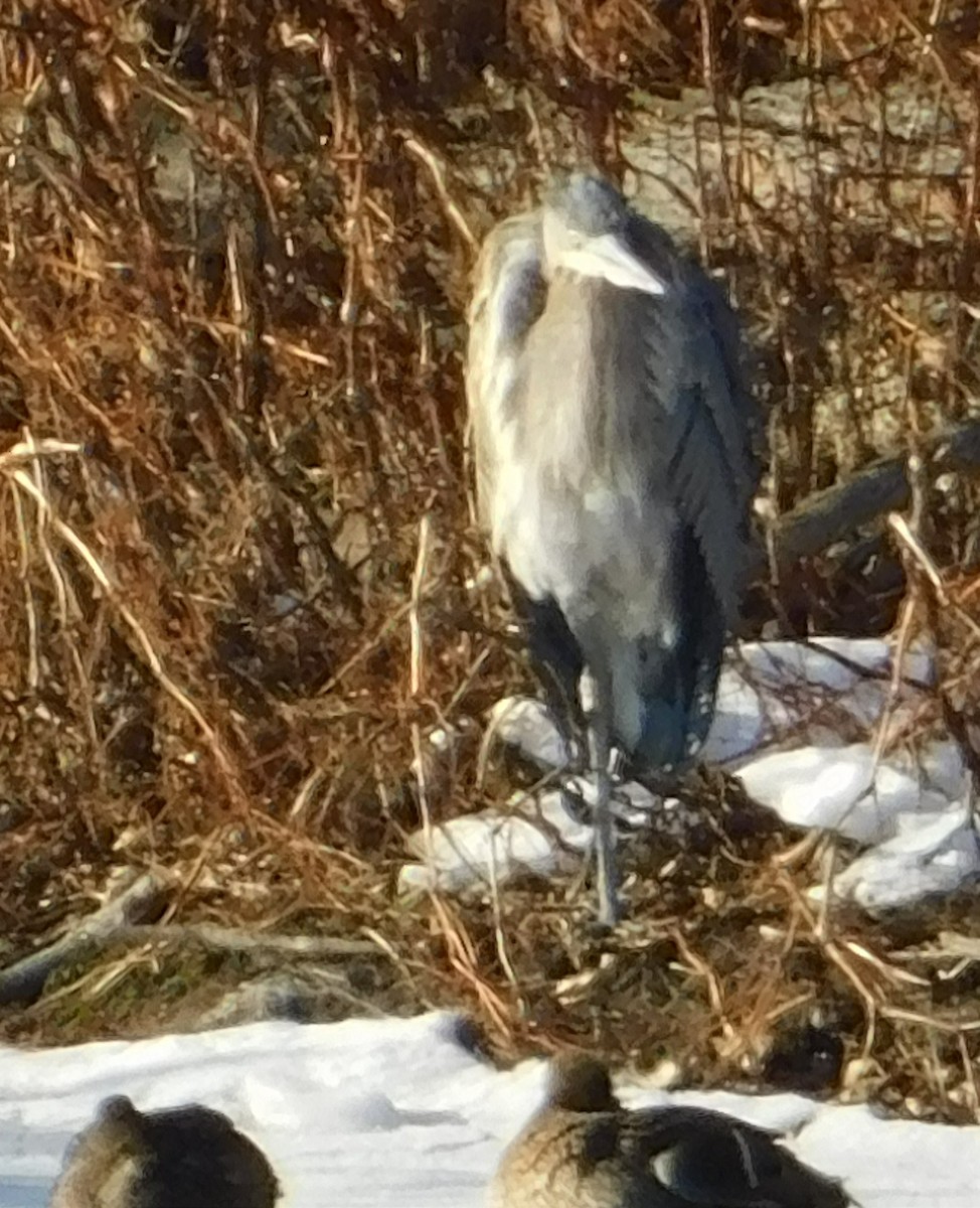 volavka velká - ML647200473