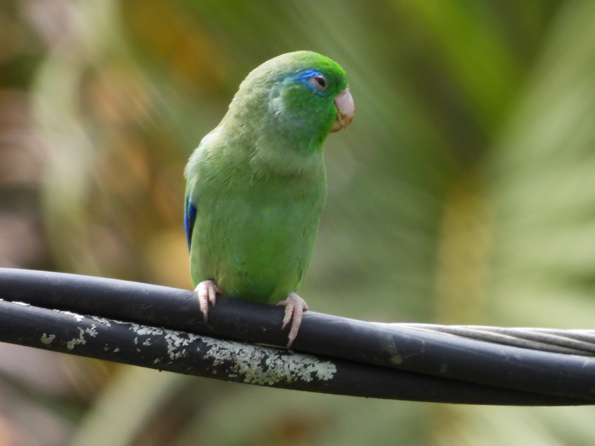 Spectacled Parrotlet - ML647200474