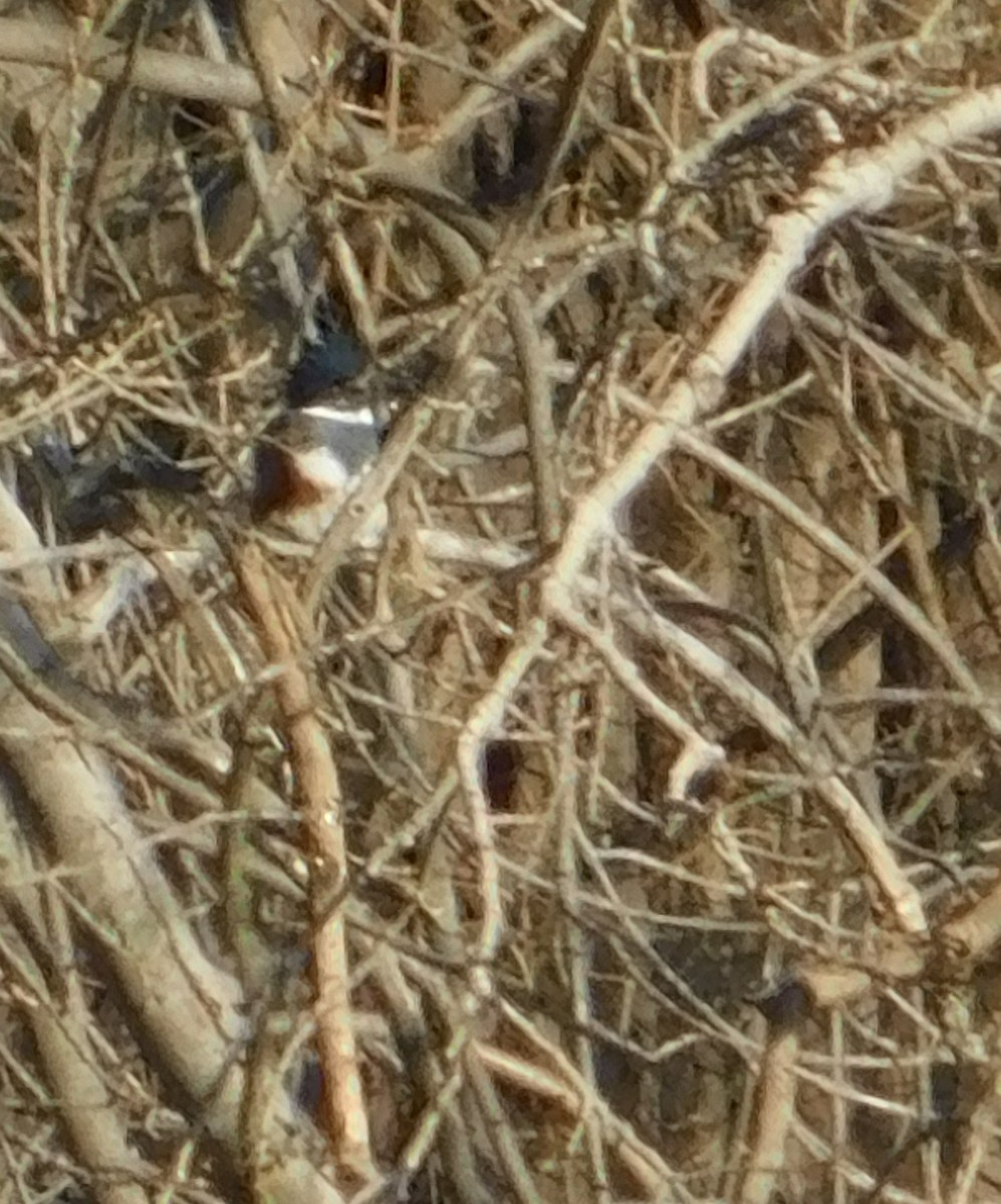 rybařík pruhoprsý - ML647200479