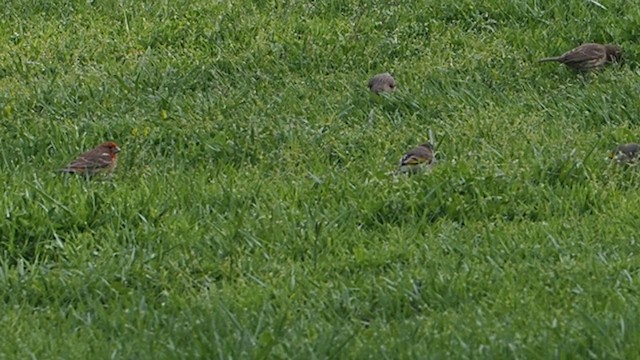 Чиж масковий - ML647200489