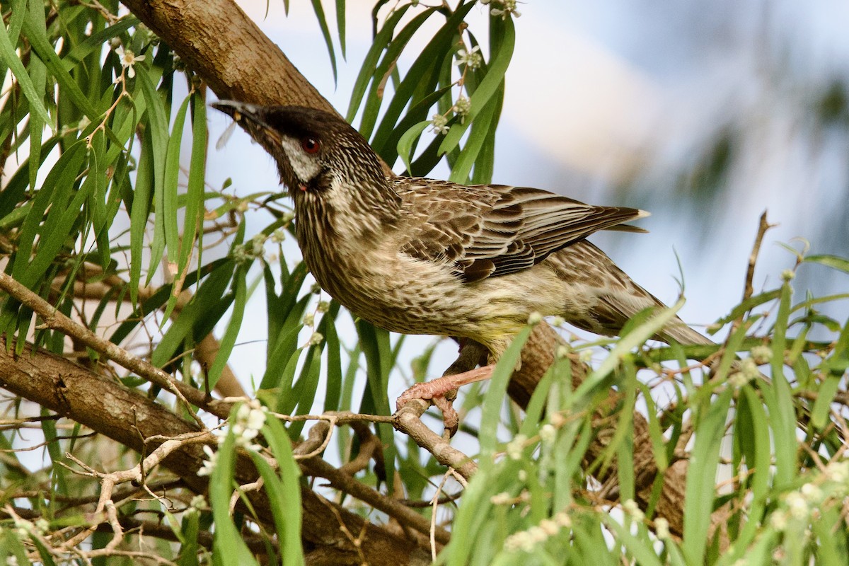 Red Wattlebird - ML647200492