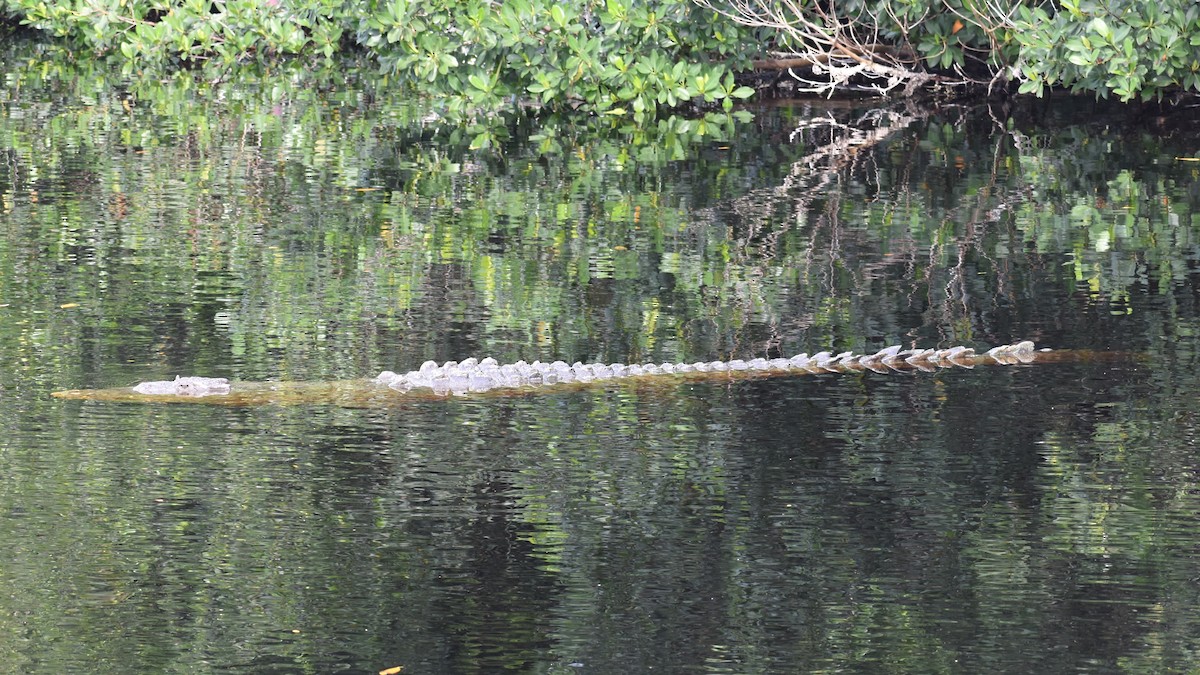 Crocodile Américain - ML647200494