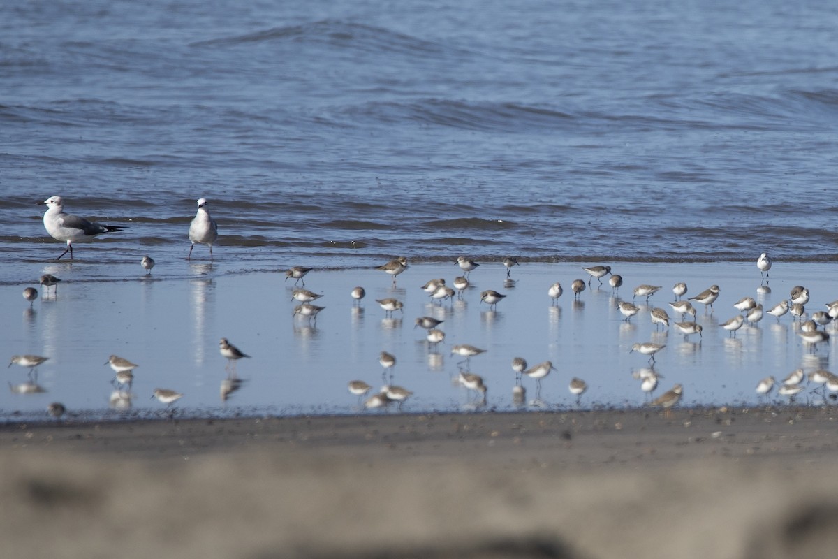 Semipalmated Plover - ML647200505
