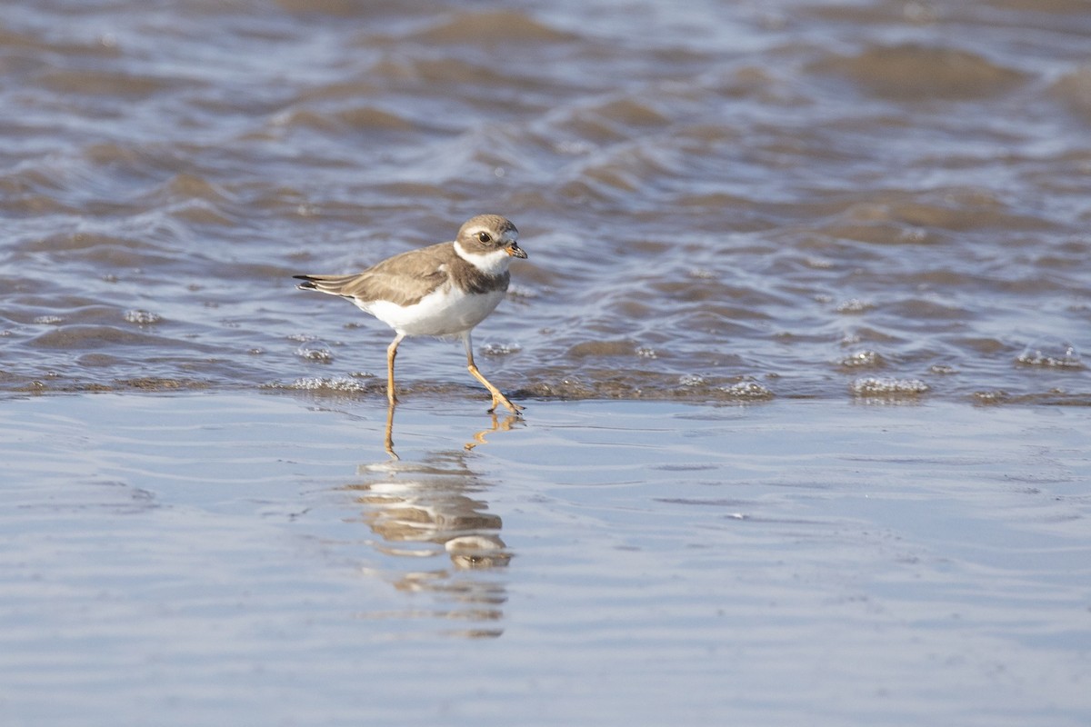 Semipalmated Plover - ML647200506