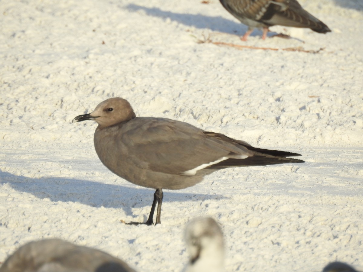 Мартин сірий - ML647200523