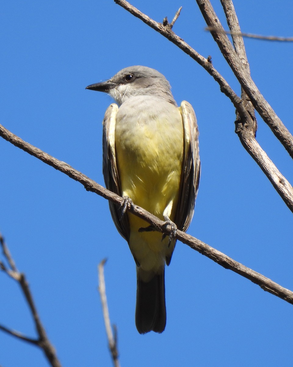 Cassin's Kingbird - ML647200525