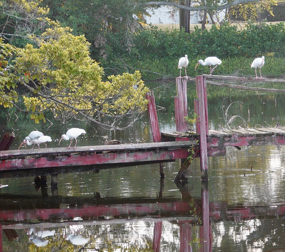 White Ibis - ML647200526