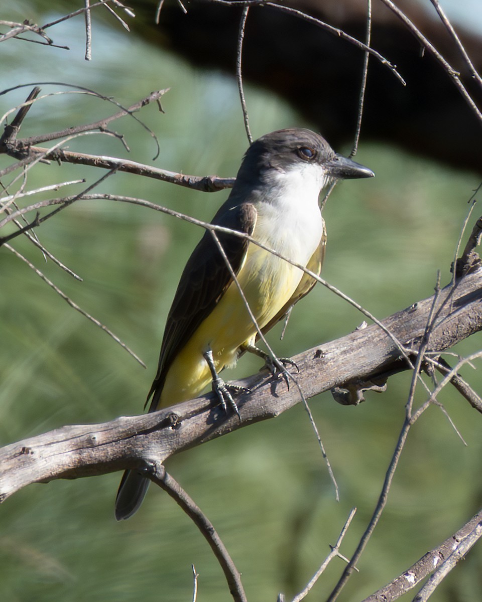 Thick-billed Kingbird - ML647200531