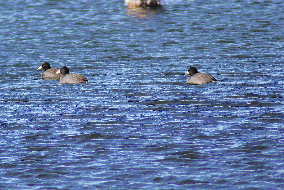 Kopetazuri amerikarra - ML647200540