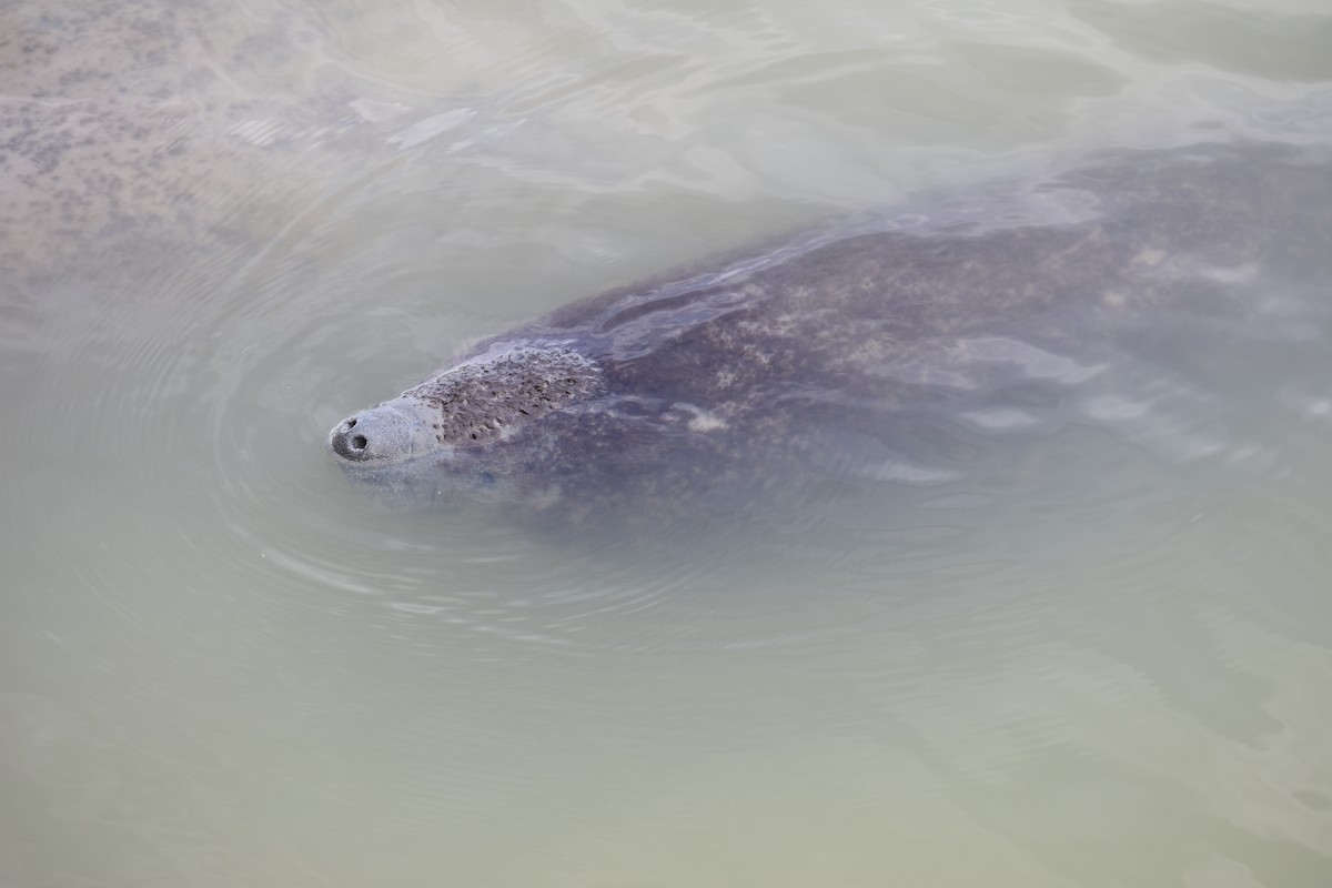 Lamantin d'Amérique du Nord - ML647200551