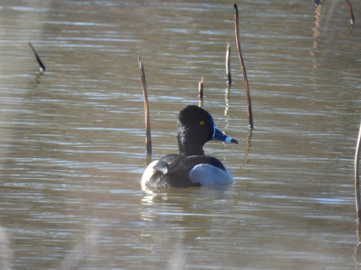 Ring-necked Duck - ML647200570