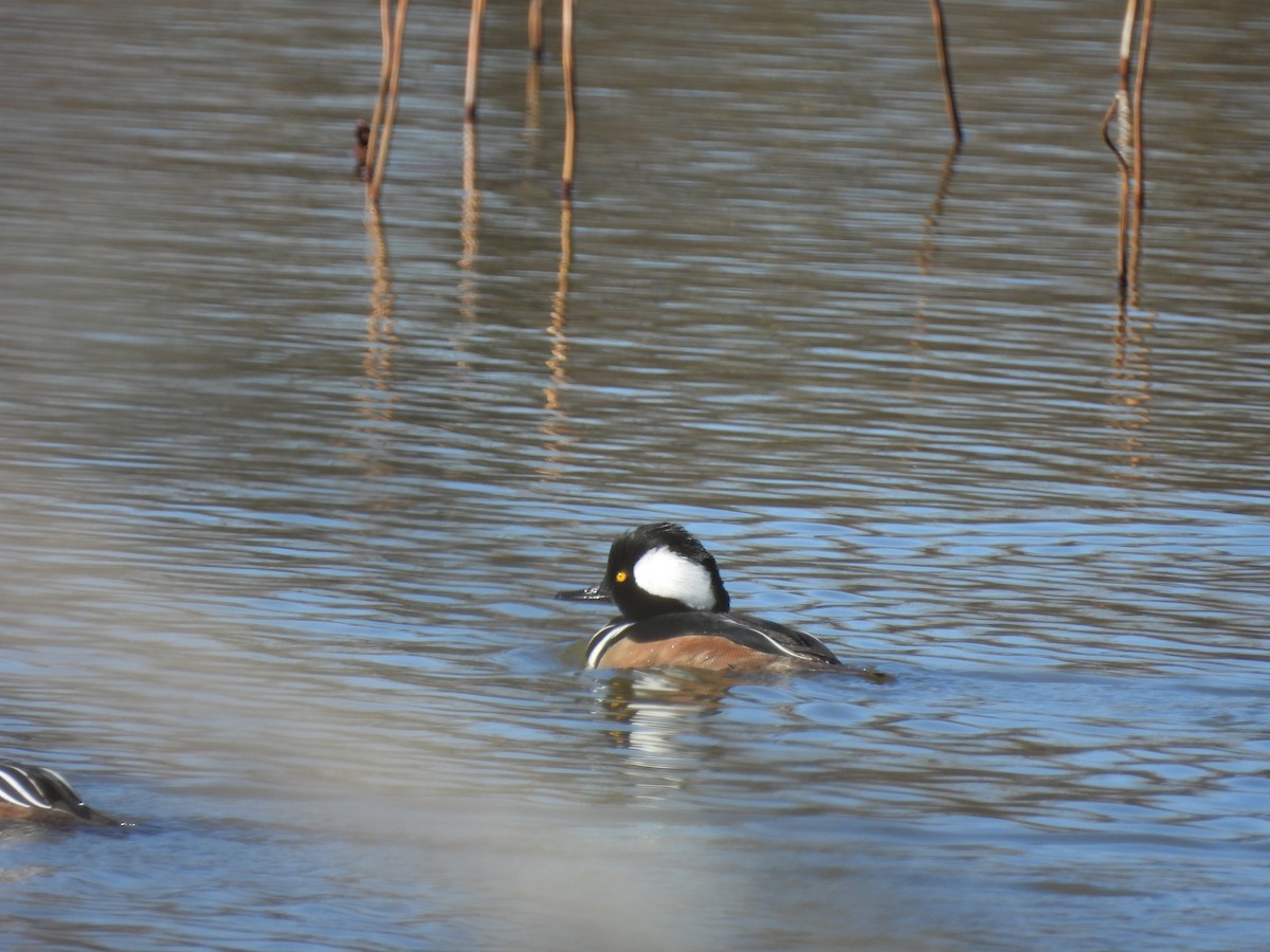 Hooded Merganser - ML647200587