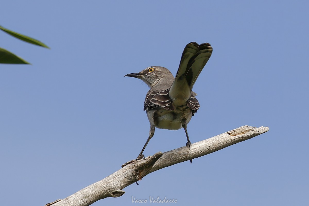 Northern Mockingbird - ML647200605