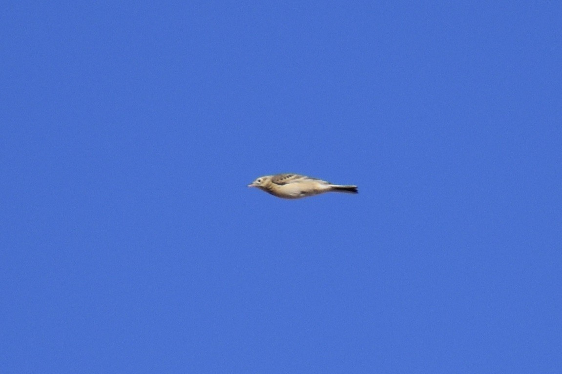 Sprague's Pipit - ML647200608