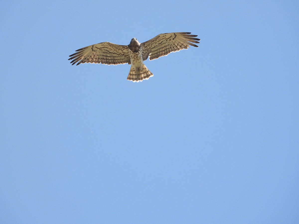 orlík krátkoprstý - ML647200627