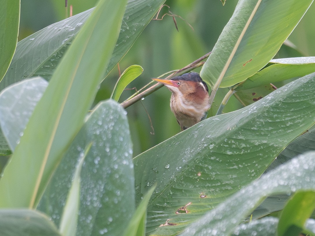 Petit Blongios - ML647200639