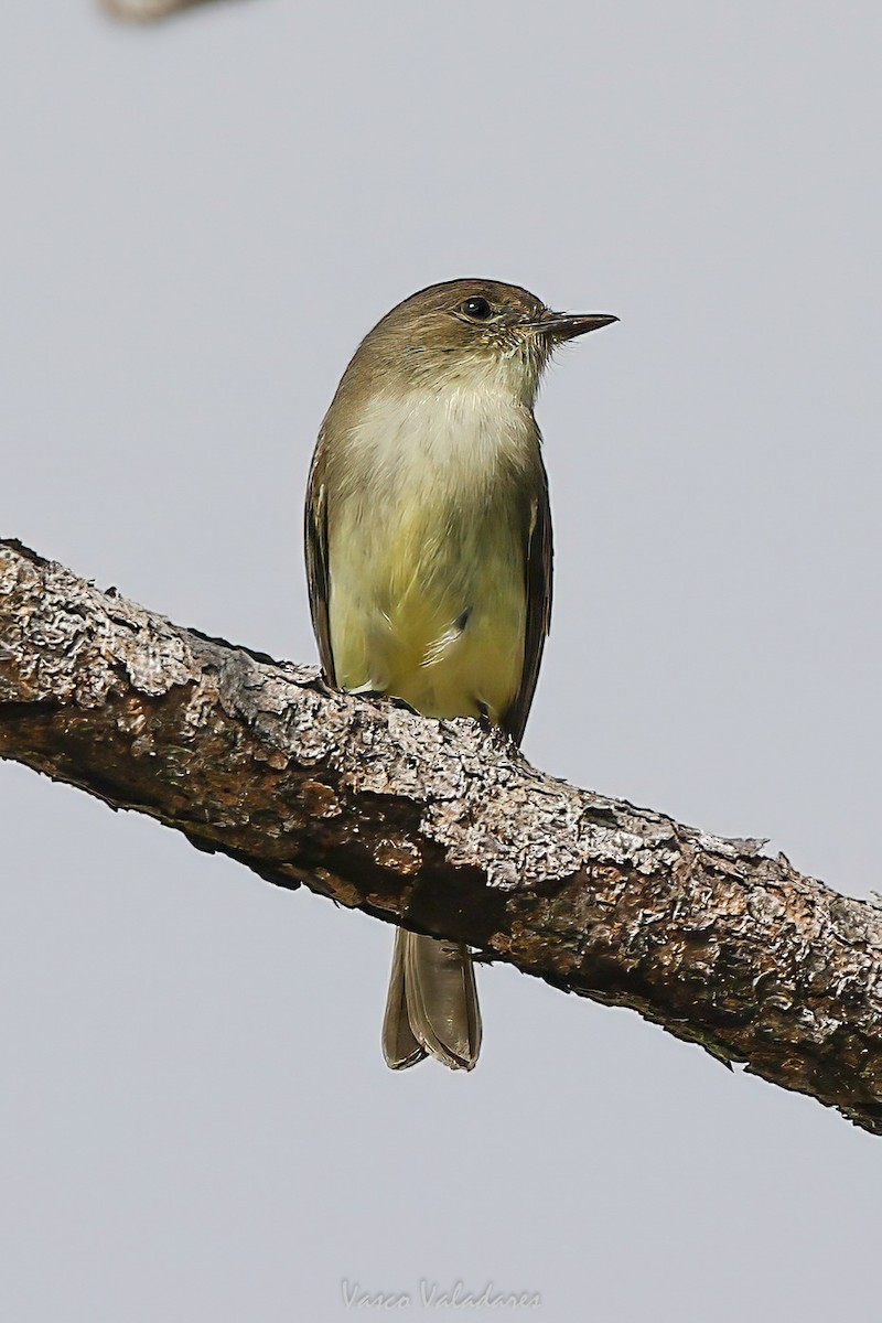 Восточный пиви - ML647200651