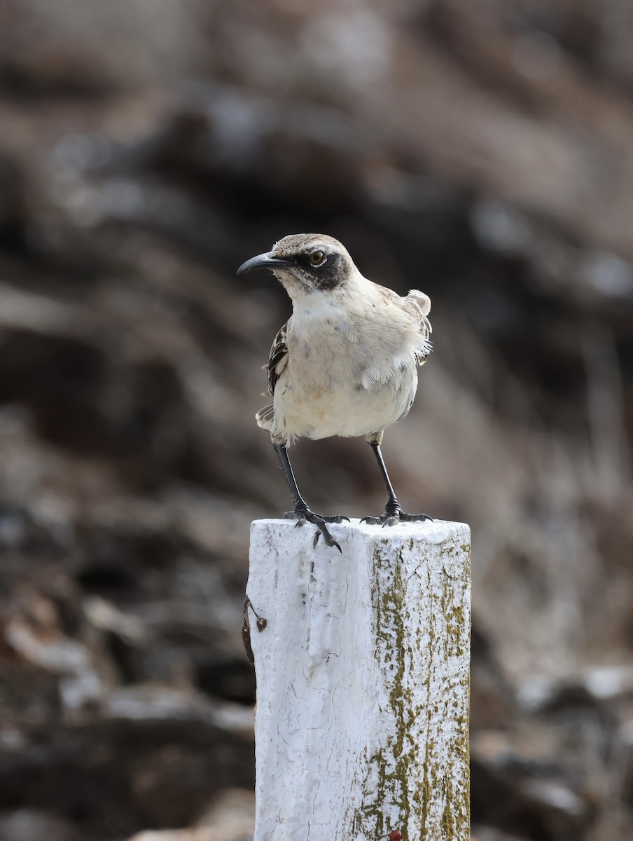 Galapagos Mockingbird - ML647200654