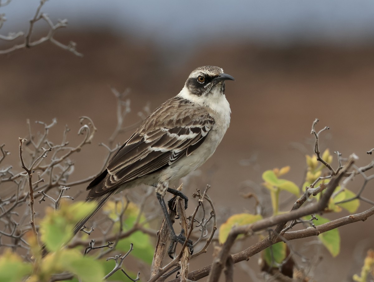 Galapagos Mockingbird - ML647200655