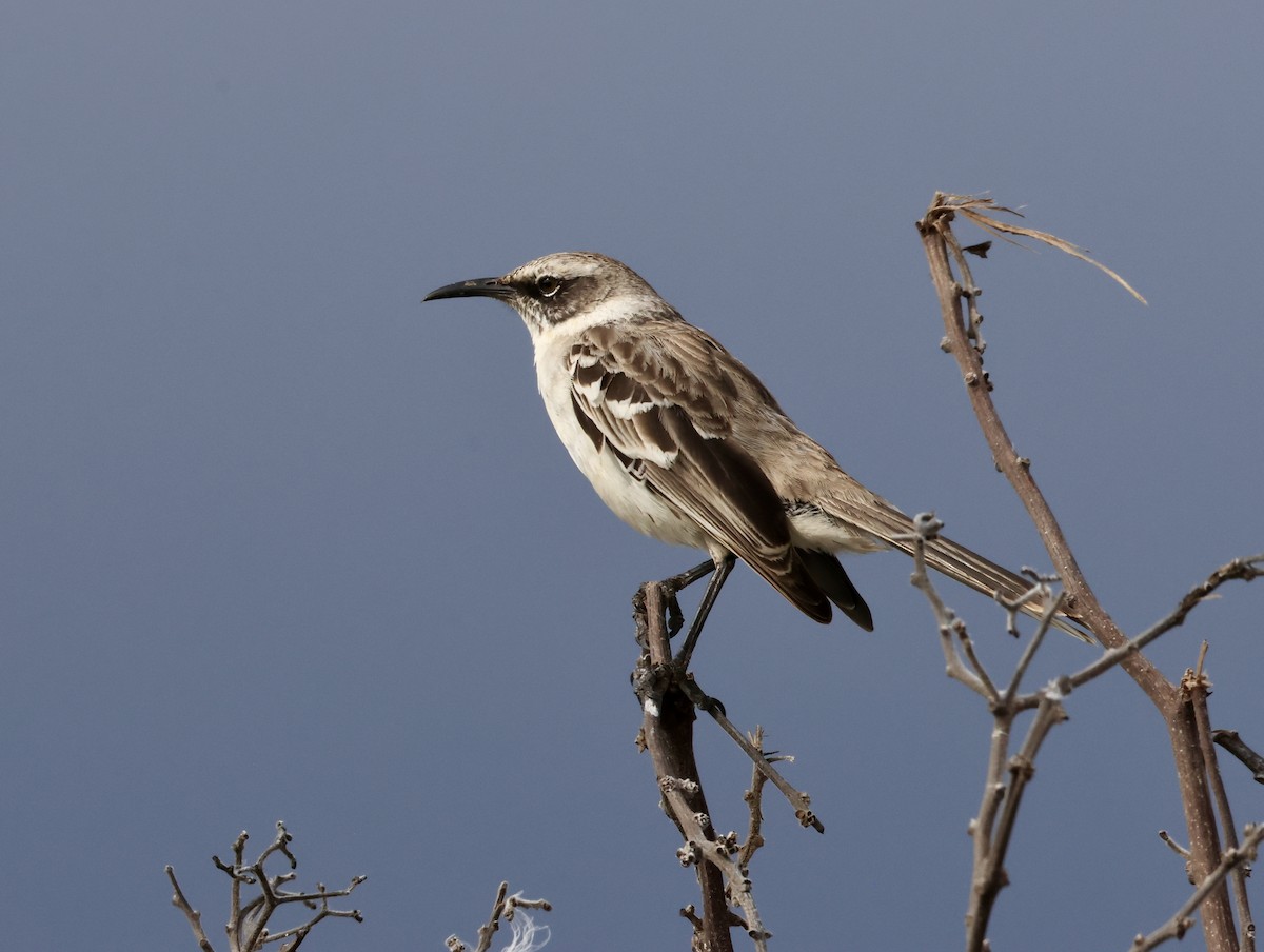 Galapagos Mockingbird - ML647200656