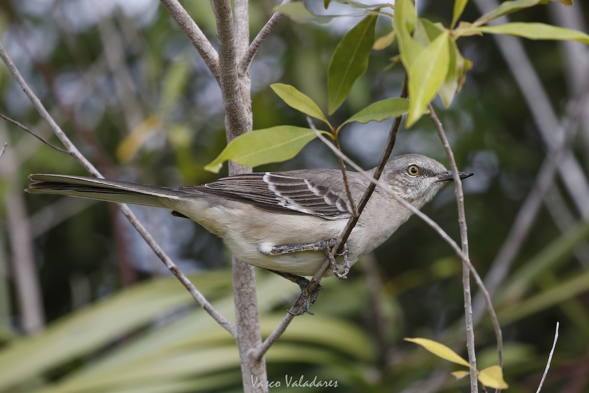 Northern Mockingbird - ML647200664