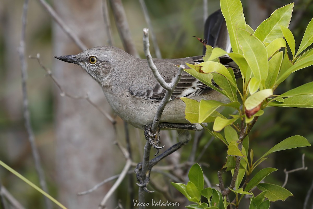 Northern Mockingbird - ML647200665