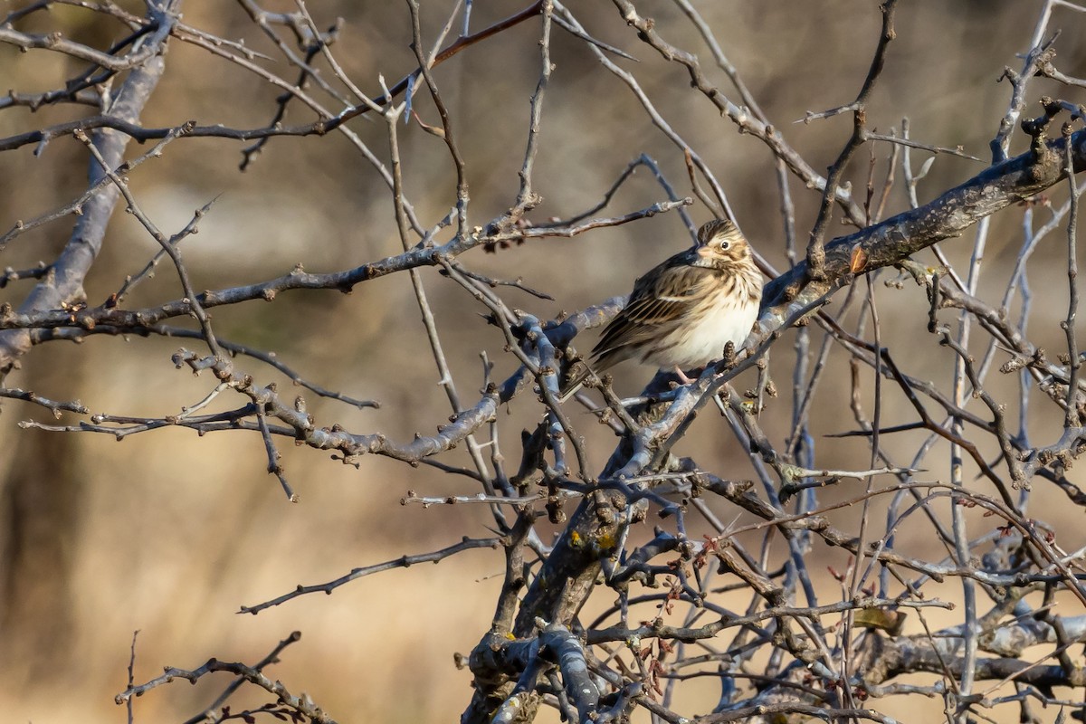 Vesper Sparrow - ML647200666