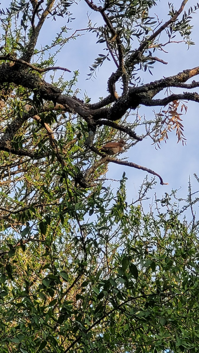 Rufous Hornero - ML647200667