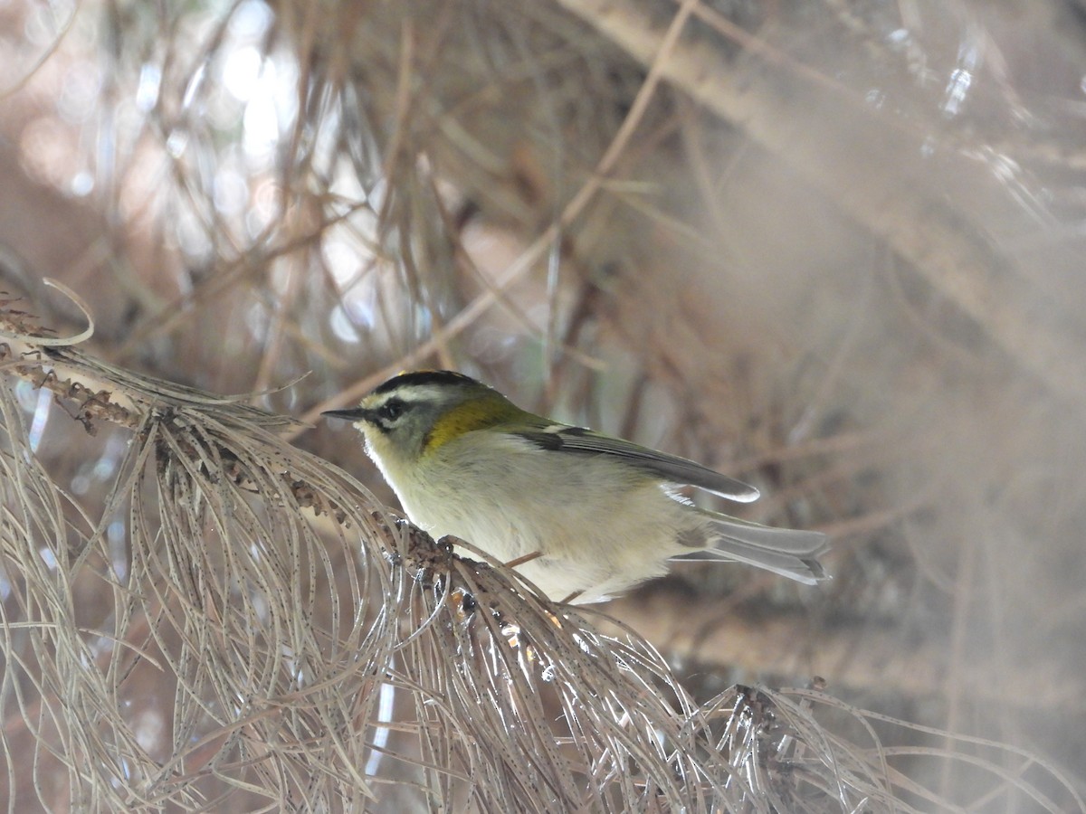 Common Firecrest - ML647200707