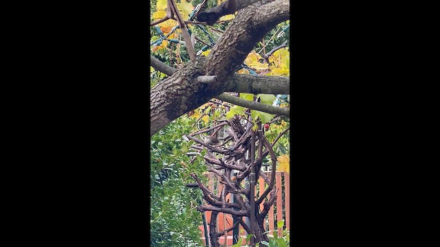 Підбуреник - ML647200724